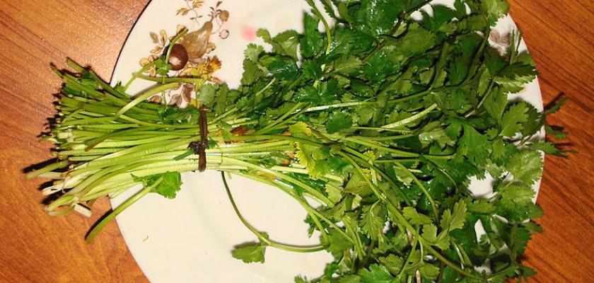 Jak pěstovat bylinky: tymián, rozmarýn a koriandr