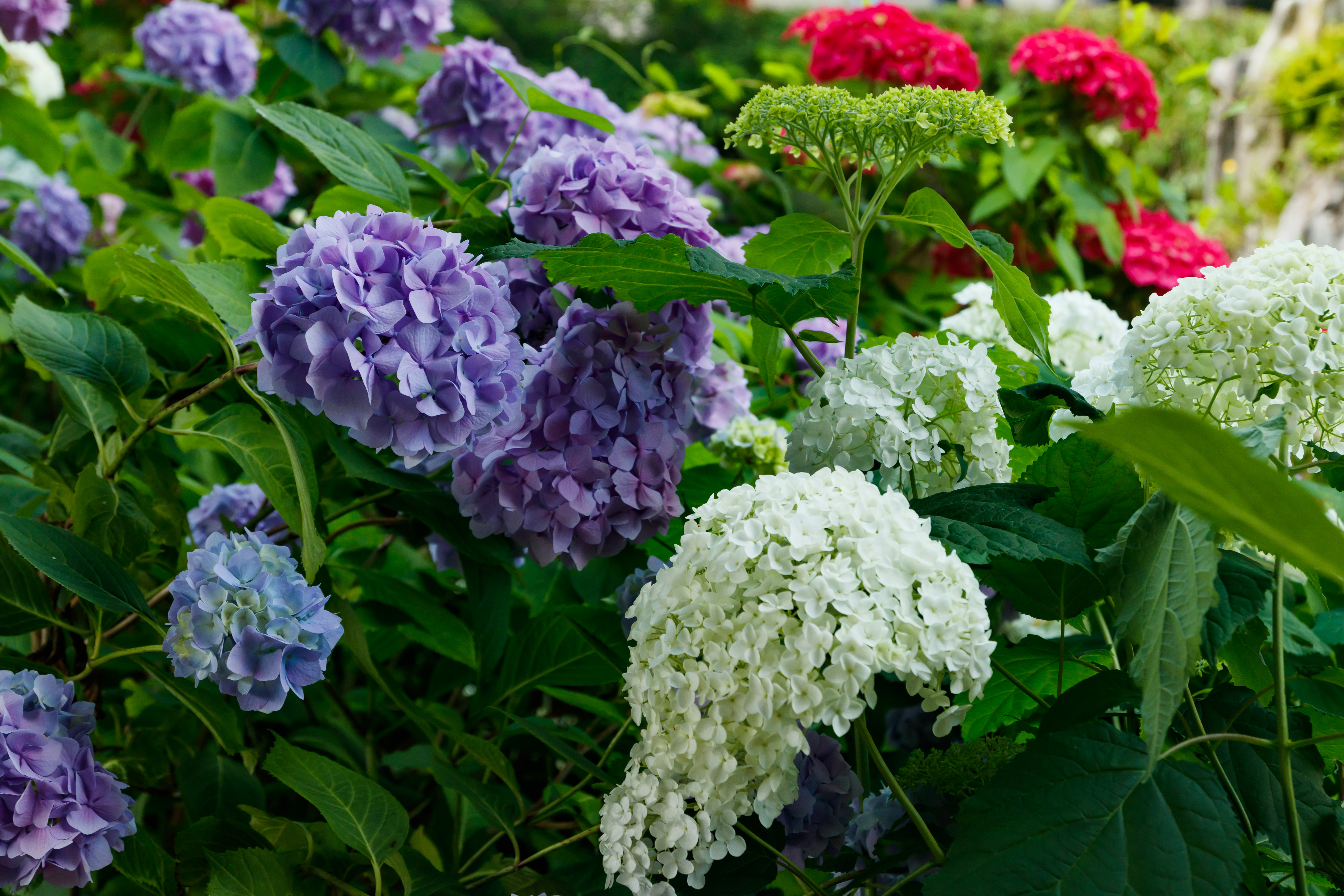 hortensie