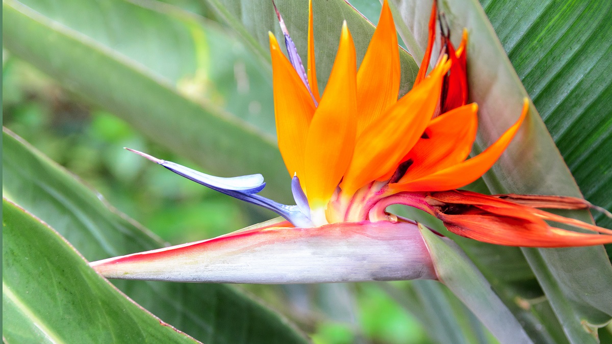 kvetoucí strelície