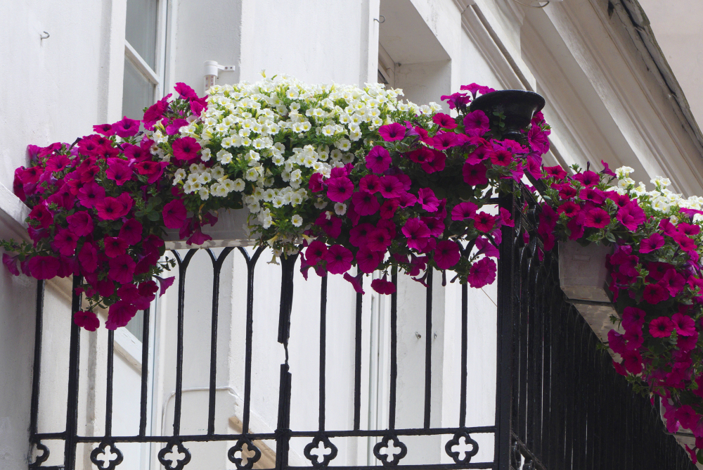 petunie na balkoně