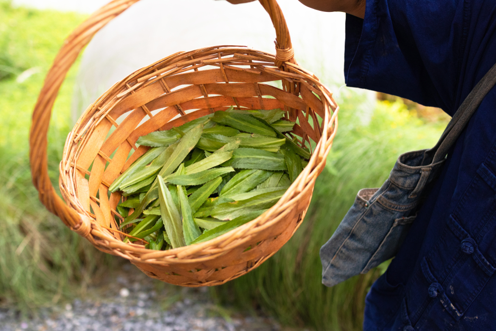 máčka v košíčku