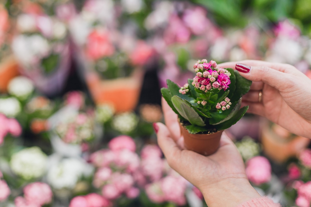 kalanchoe v květináči