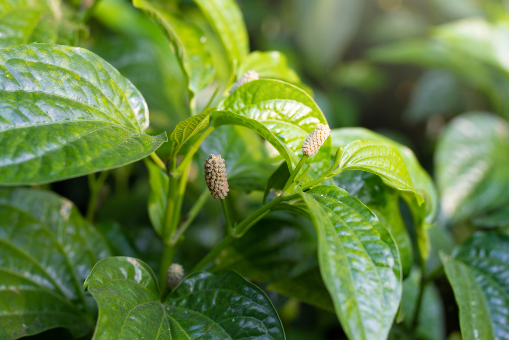 pepřovník jako pokojovka
