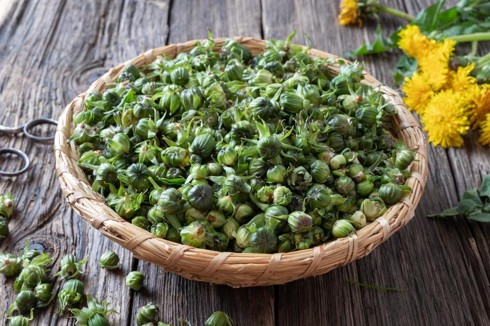 pampelišková poupata