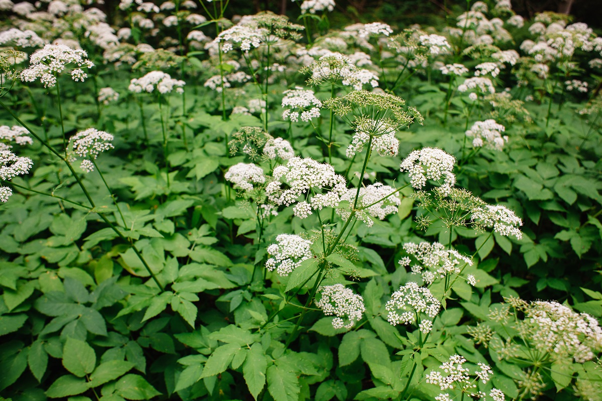 oddenky bršlice