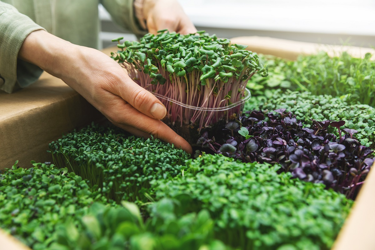 microgreens v obchodě