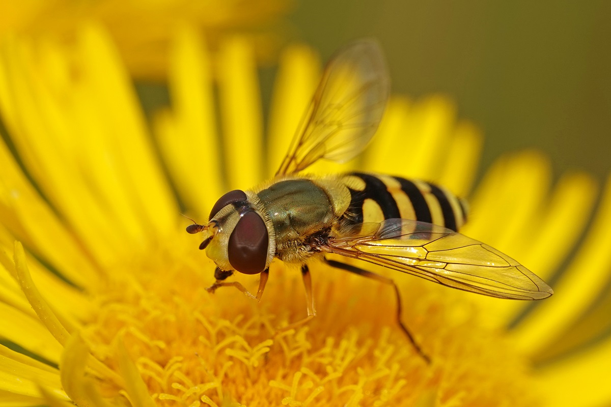 vosička pestřenka