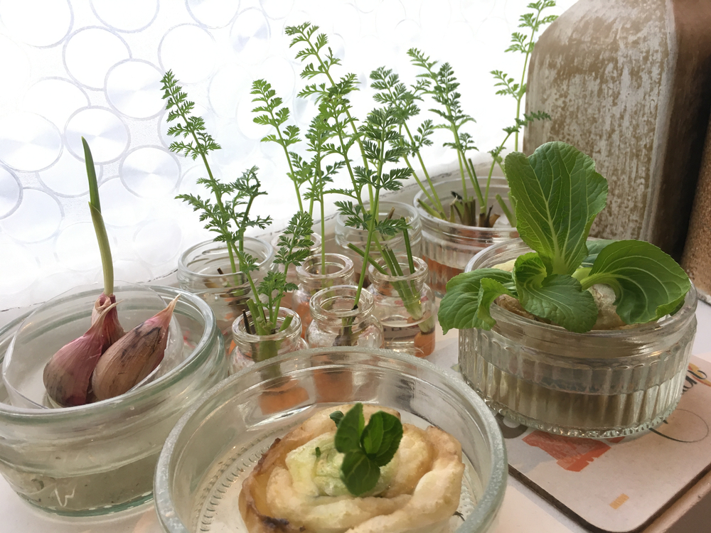 regrowing zeleniny