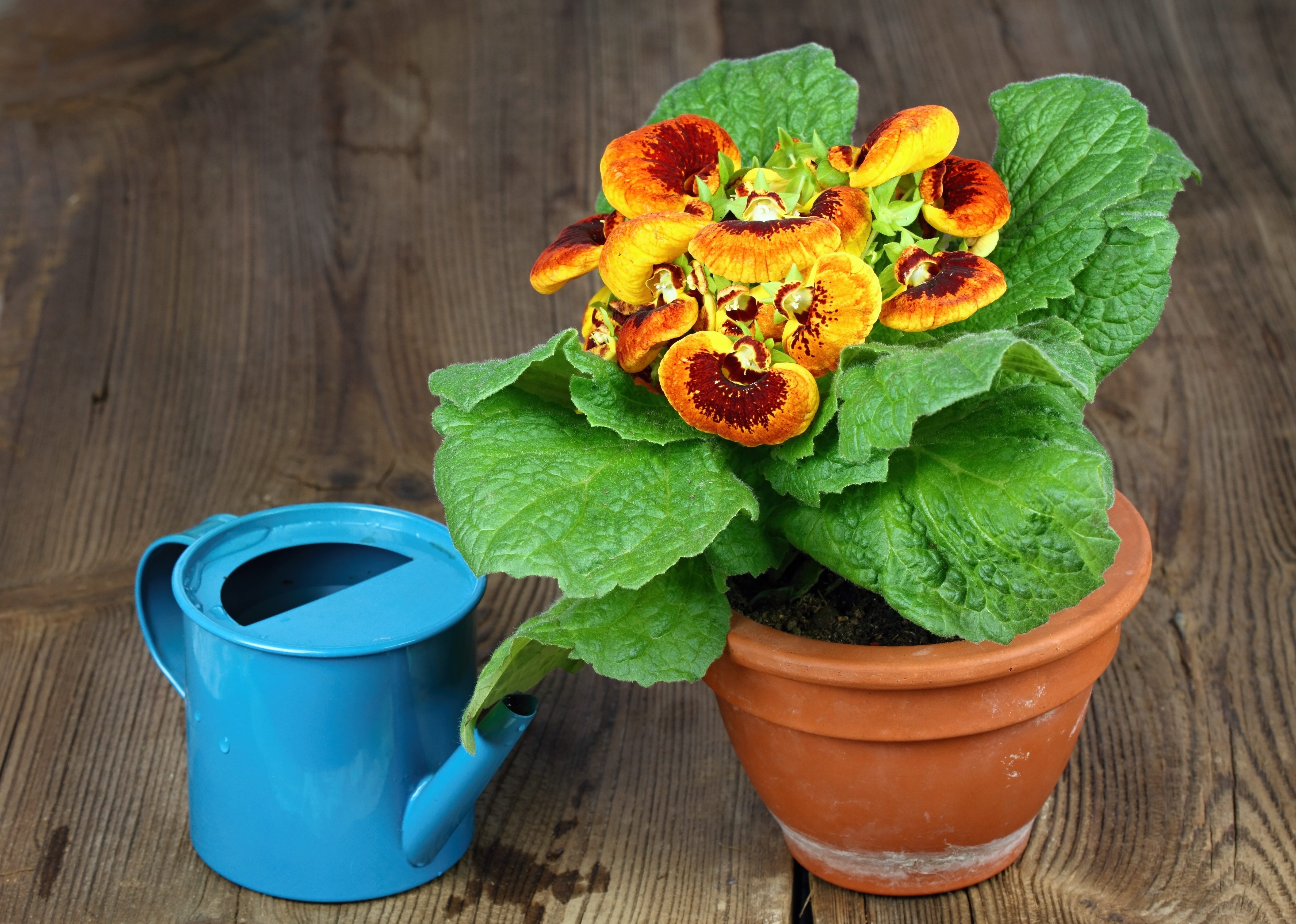 zalitý pantoflíček