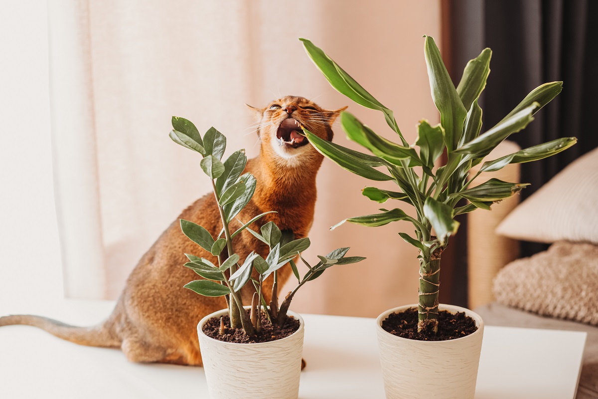 kočka okusující rostlinu