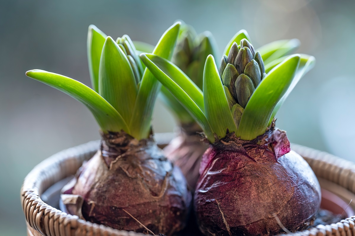 zavoskované hyacinty