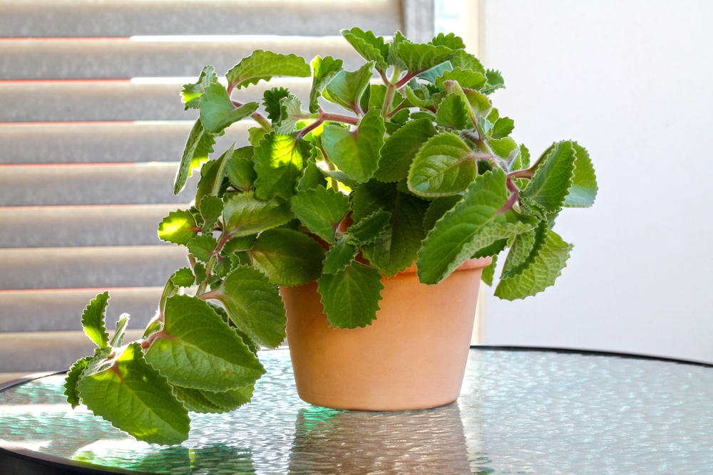 kubánské oregano
