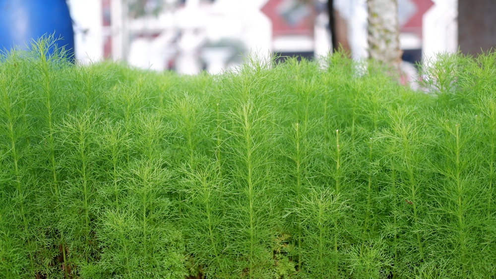 pelyněk brotan na záhonku