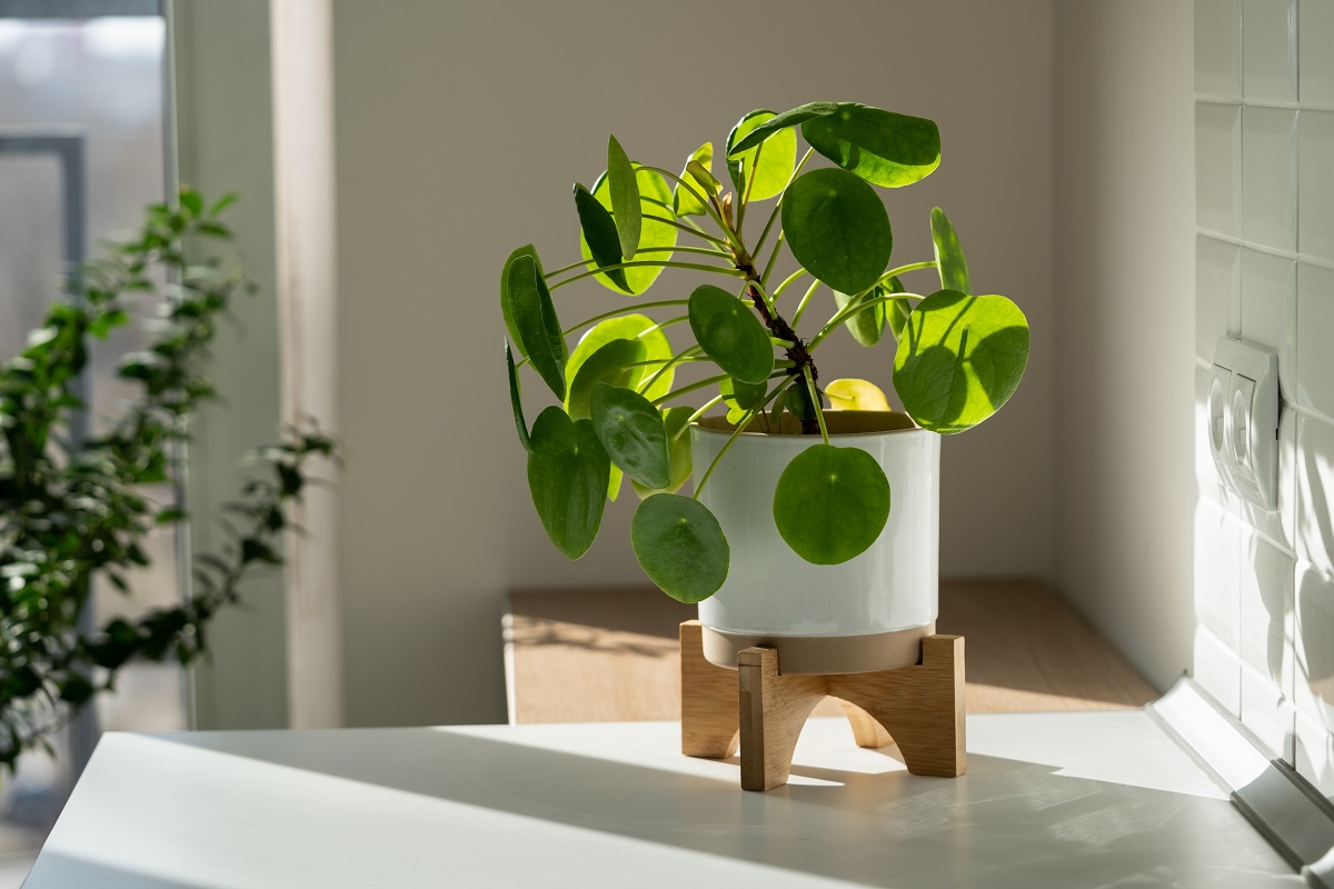 pilea v květníku