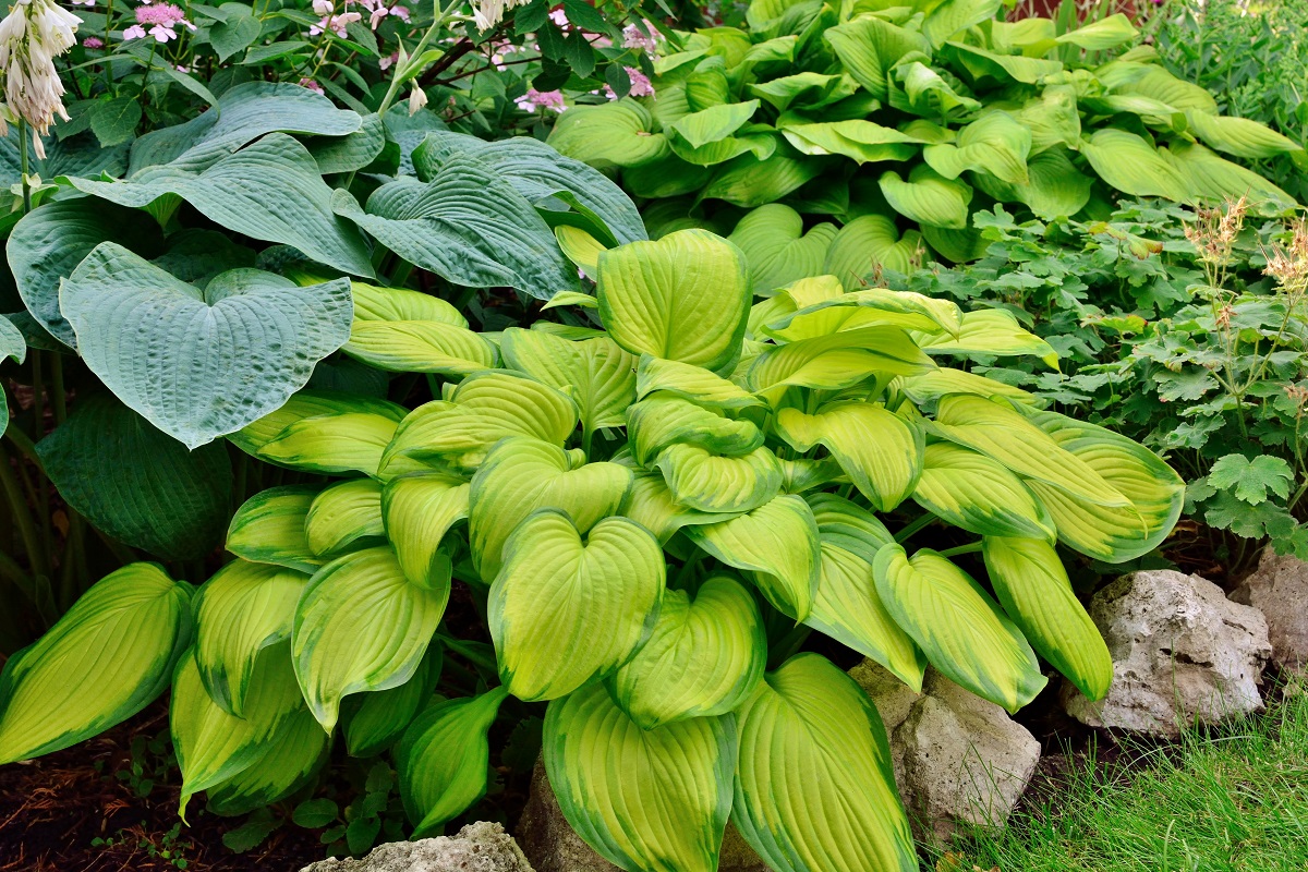 rozvětvená hosta