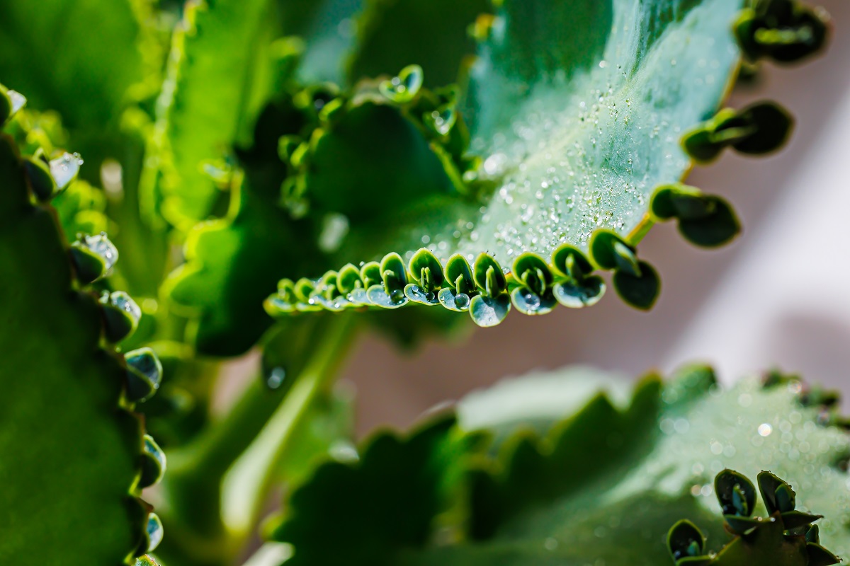 lístky kalanchoe