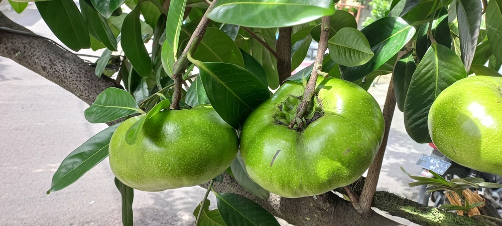 sapota jako pokojovka