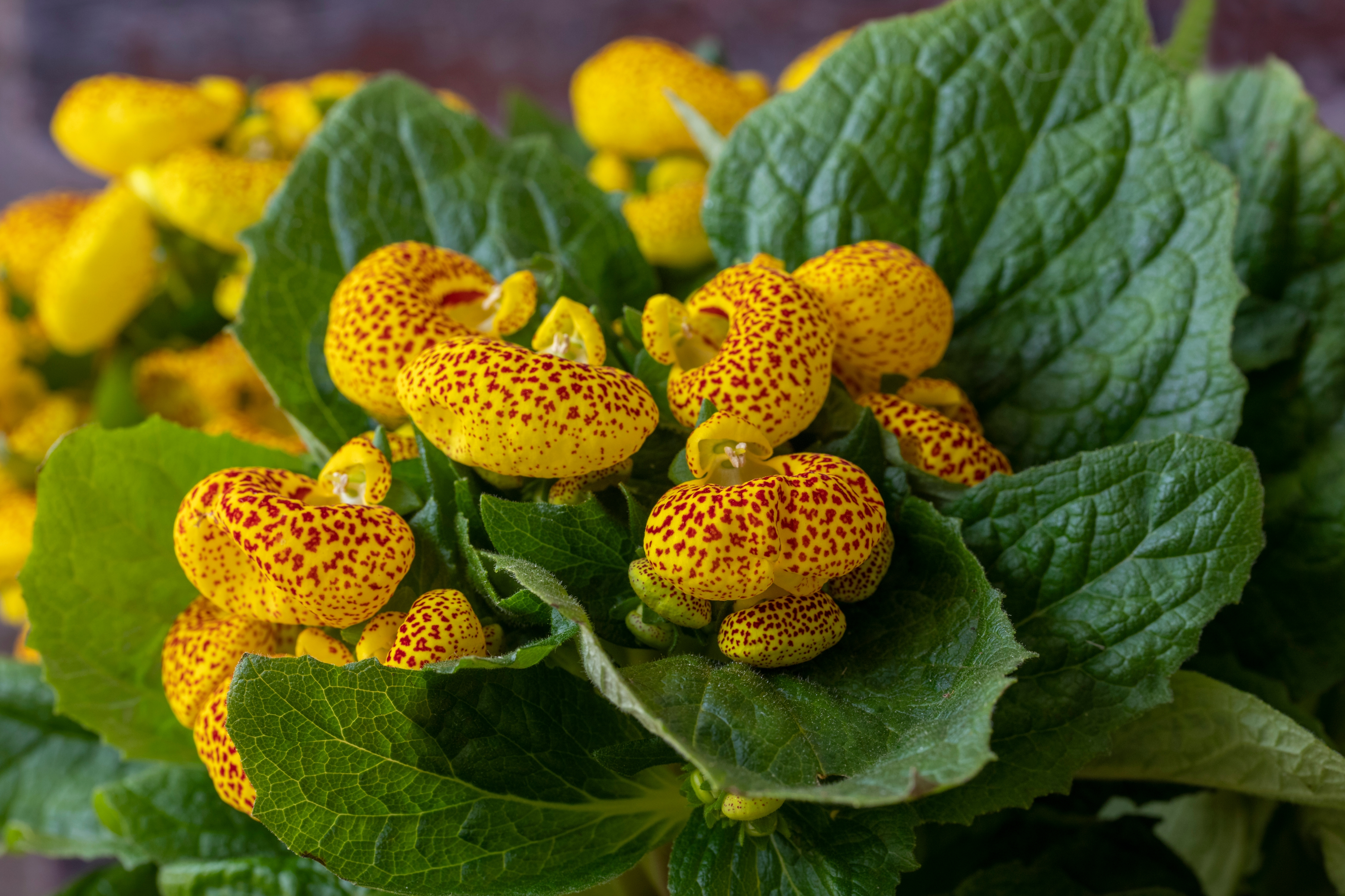 pantoflíček v květu