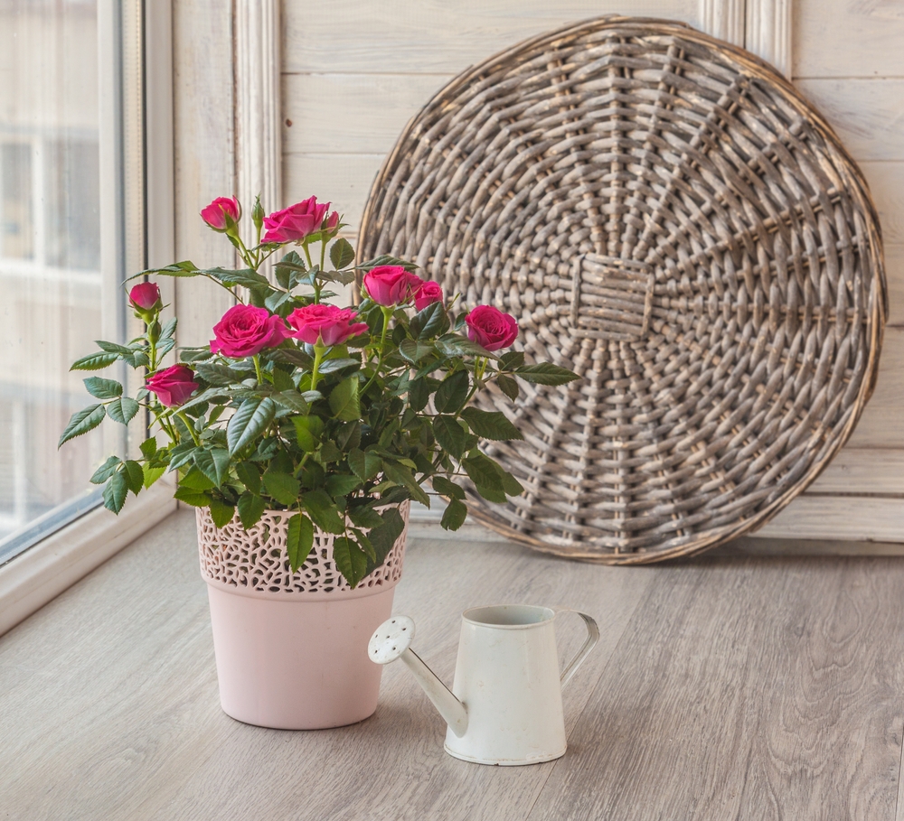 minirůže jako dárek