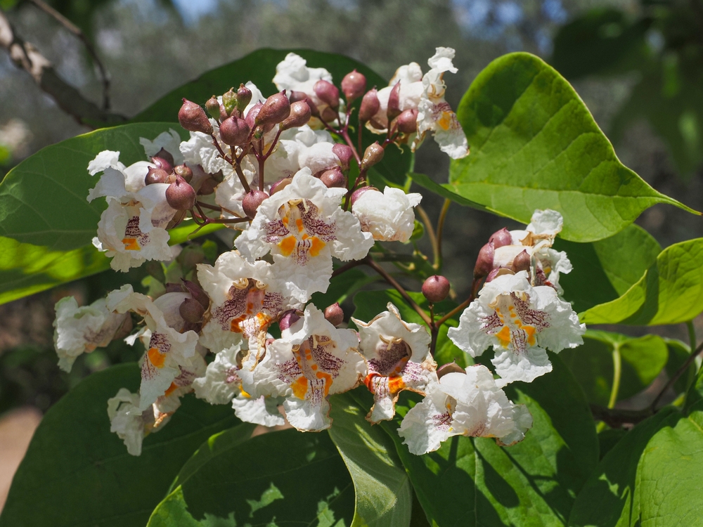 kvetoucí katalpa