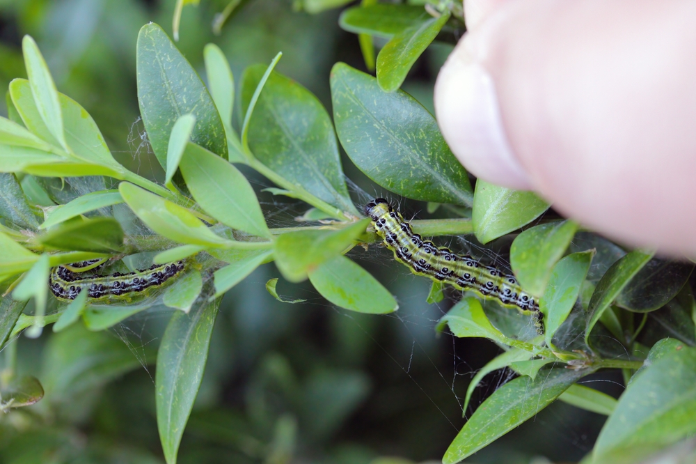 larvy zavíječe na buxusu