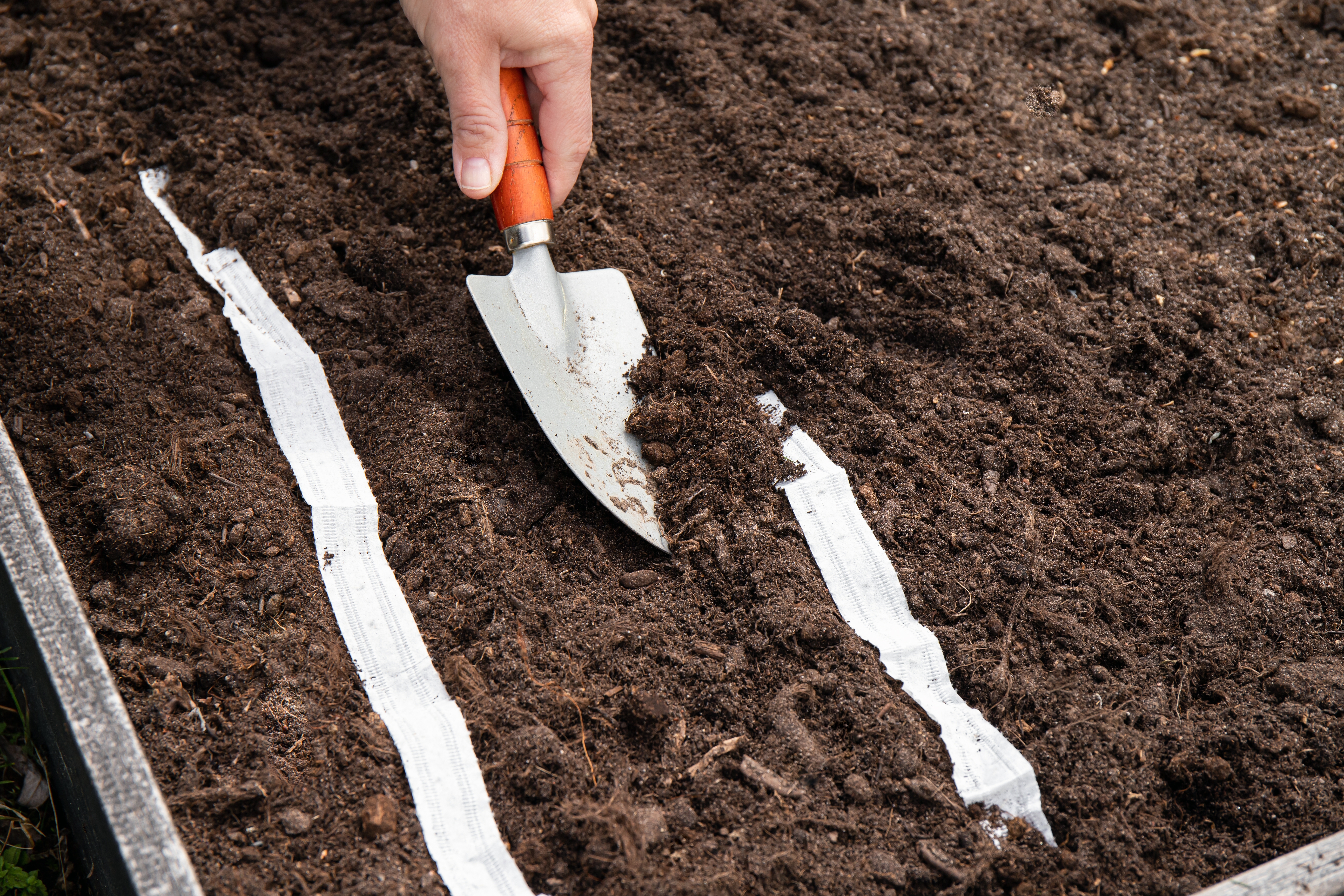 výsevní pásky na záhon