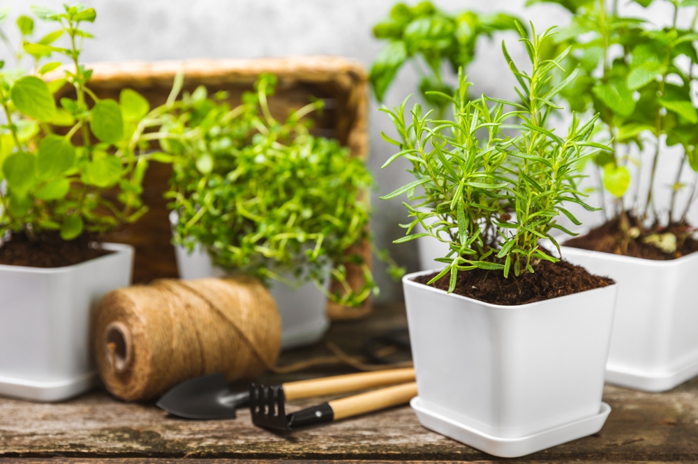 bylinky v kuchyni