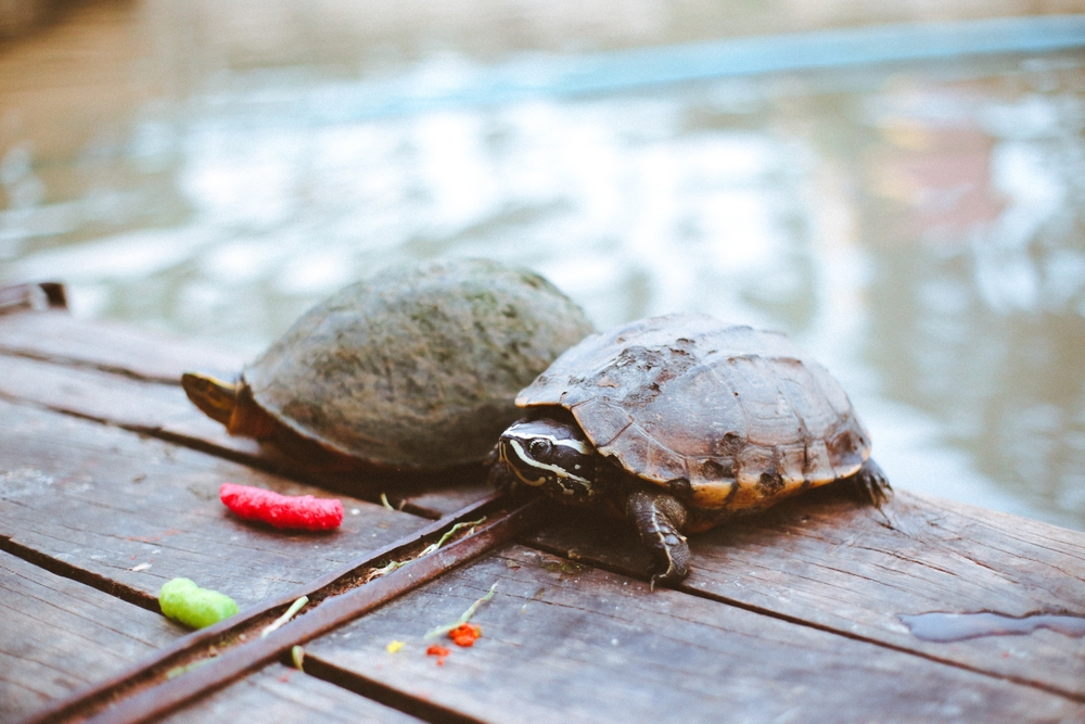 želvičky na břehu