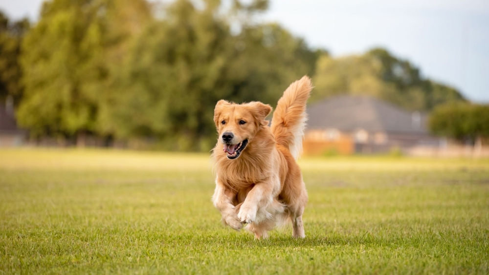 zoomies pes
