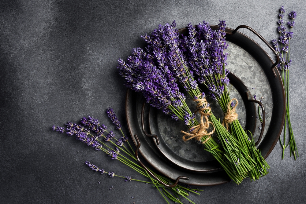 nastříhaná levandule