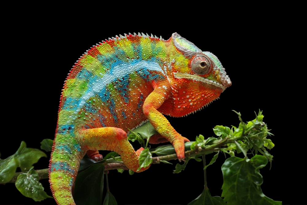 barevný chameleon