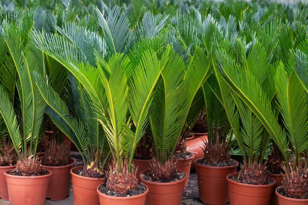 cykas v květináči