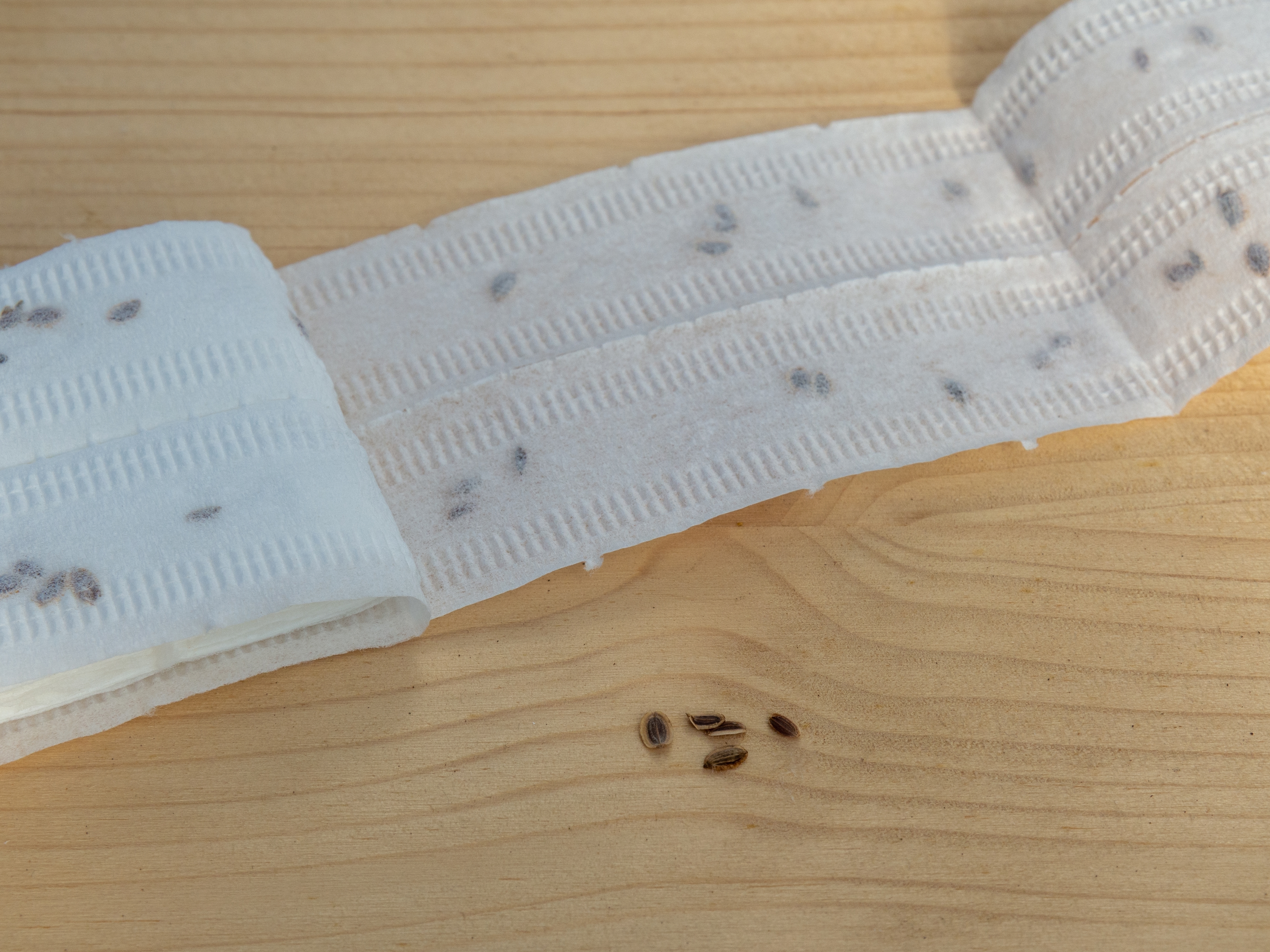 výsevní pásky se semínky