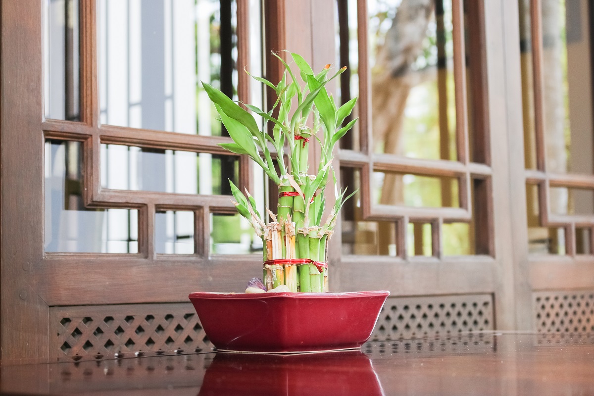 lucky bamboo