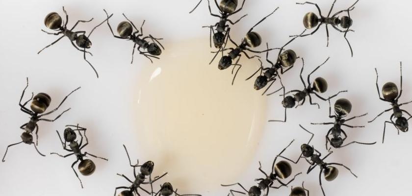 mravenci u kapky sladkého sirupu