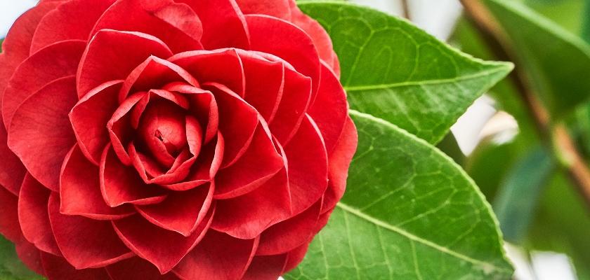 kamélie japonská růže