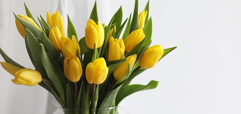 žluté tulipány ve skleněné váze
