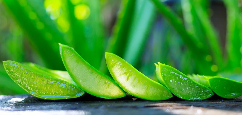 aloe vera