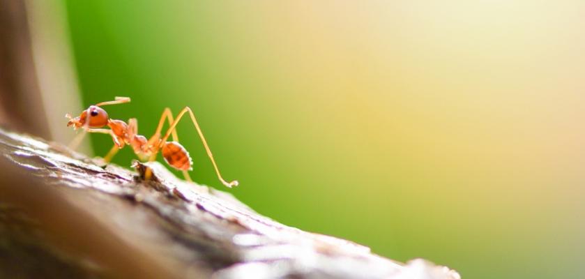mravenec na zahradě