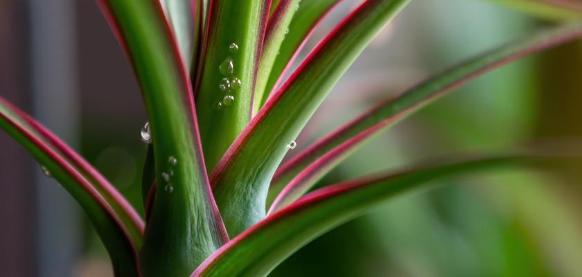 dracena v detailu