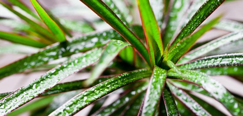 dracena detail