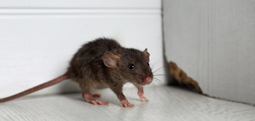 malá myška