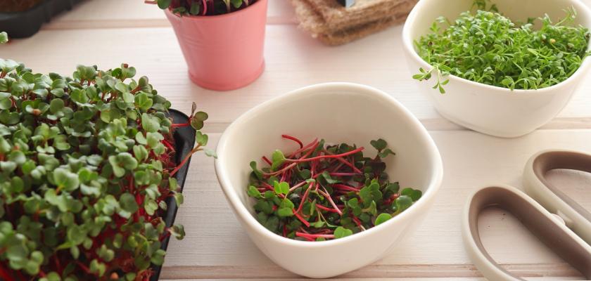 microgreens