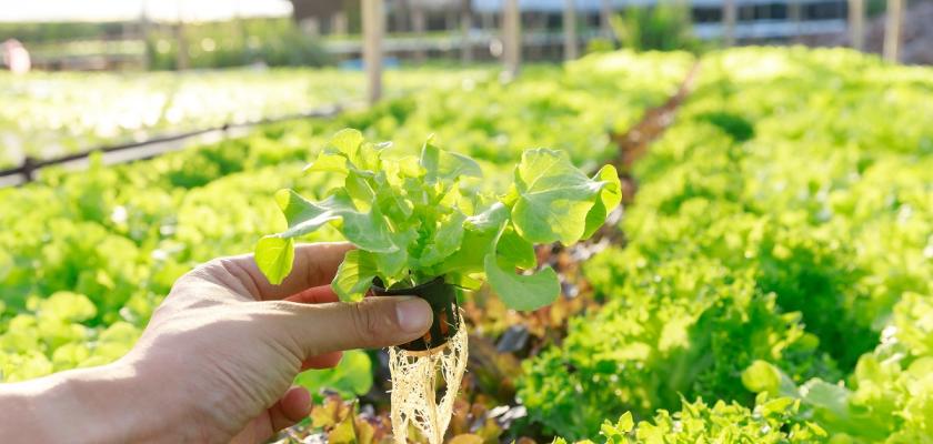 hydroponicky pěstovaný salát