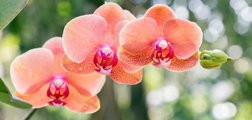 oranžová kvetoucí orchidej