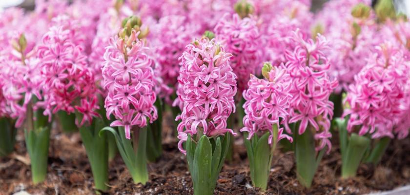 růžové hyacinty