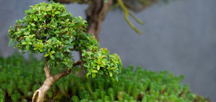 zelená bonsaj