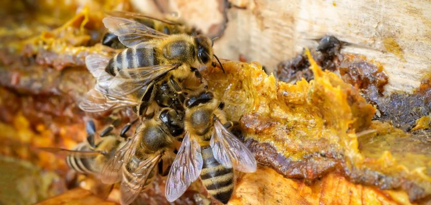 včely a prpolis