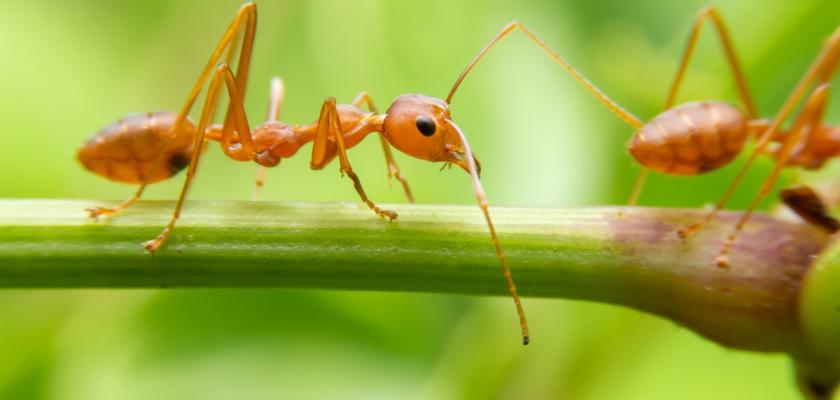 mravenec rudý