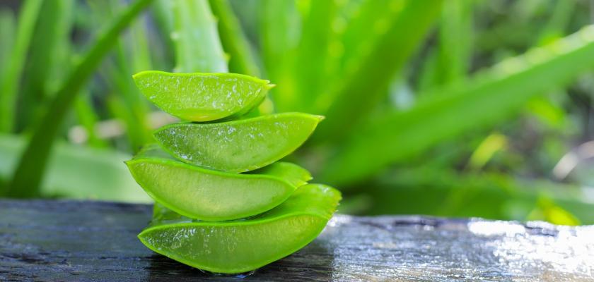 nakrájená aloe vera